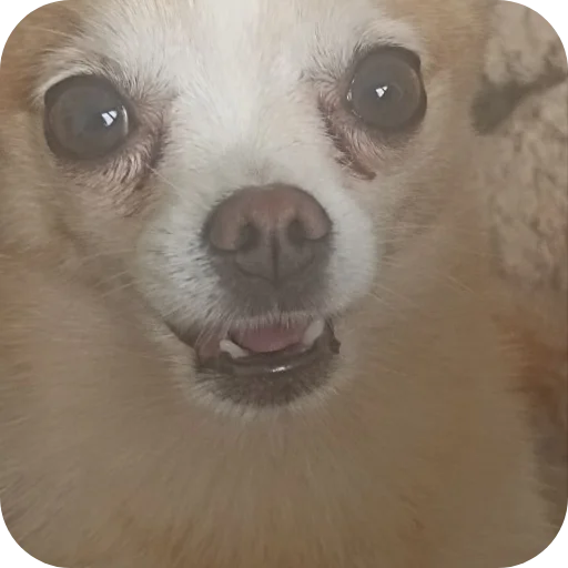 🐶 Стикер «Персик» для Telegram