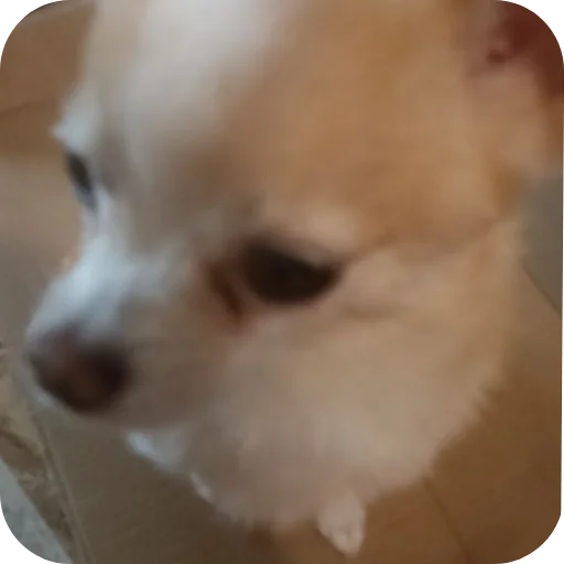 🐶 Стикер «Персик» для Telegram
