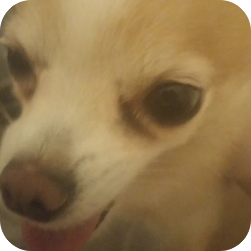 🐶 Стикер «Персик» для Telegram