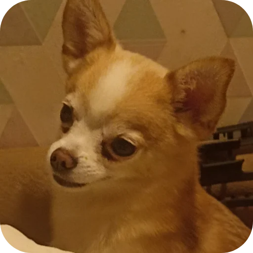 🐶 Стикер «Персик» для Telegram