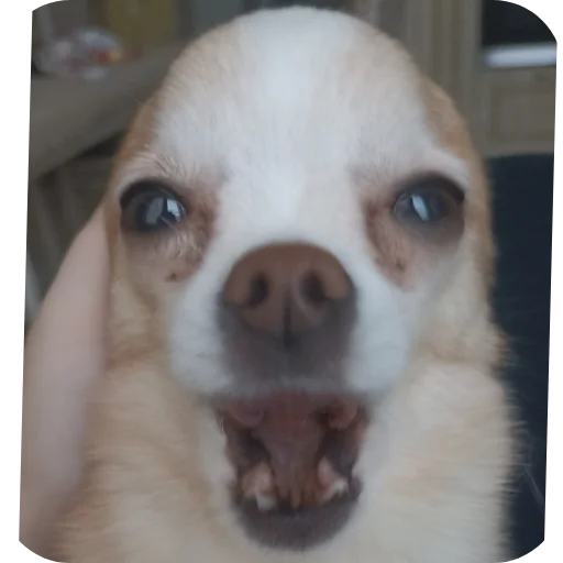 🐶 Стикер «Персик» для Telegram