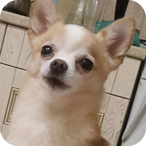 🐶 Стикер «Персик» для Telegram