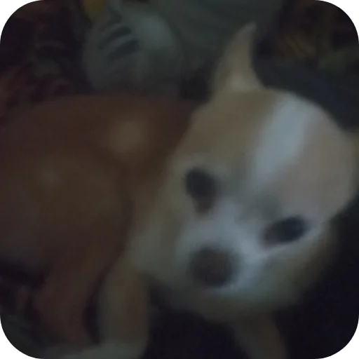 🐶 Стикер «Персик» для Telegram