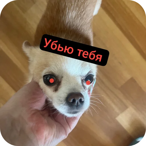 🐶 Стикер «Персик» для Telegram