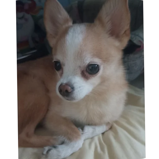 🐶 Стикер «Персик» для Telegram