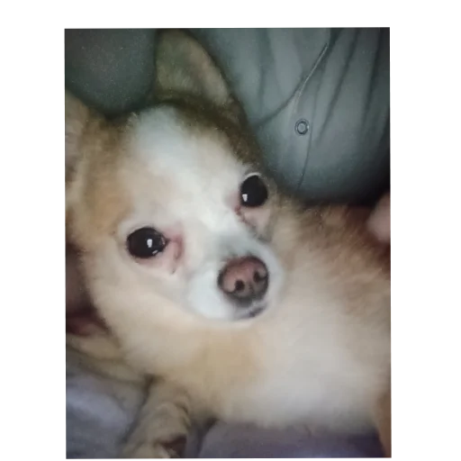 🐶 Стикер «Персик» для Telegram