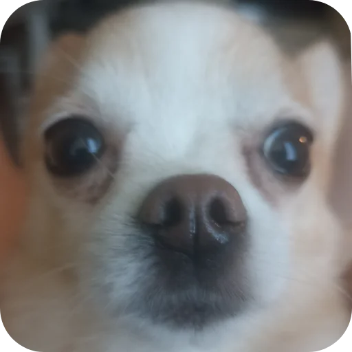 🐶 Стикер «Персик» для Telegram