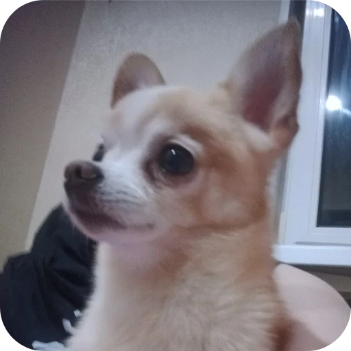 🐶 Стикер «Персик» для Telegram