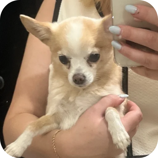 🐶 Стикер «Персик» для Telegram