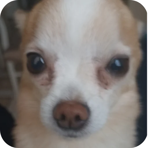 🐶 Стикер «Персик» для Telegram