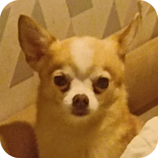🐶 Стикер «Персик» для Telegram