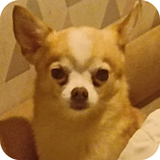 🐶 Стикер «Персик» для Telegram
