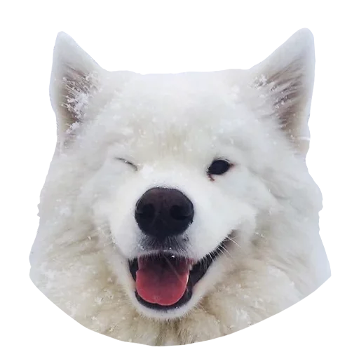😙 Стикер «Песечки» для Telegram