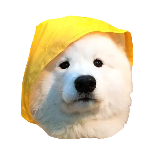 🤨 Стикер «Песечки» для Telegram