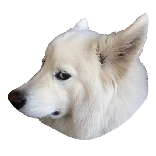 😗 Стикер «Песечки» для Telegram