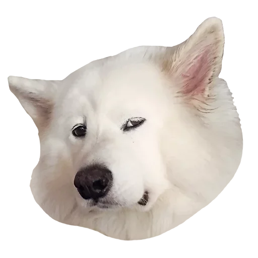 😙 Стикер «Песечки» для Telegram