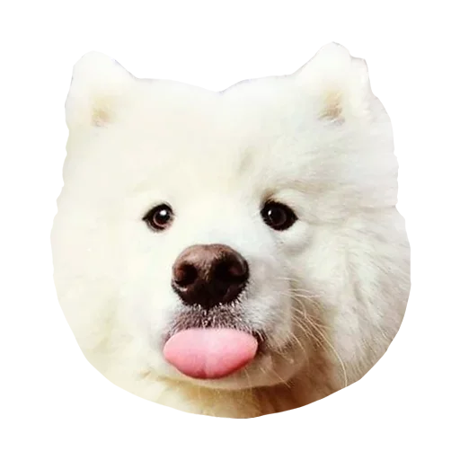 😙 Стикер «Песечки» для Telegram