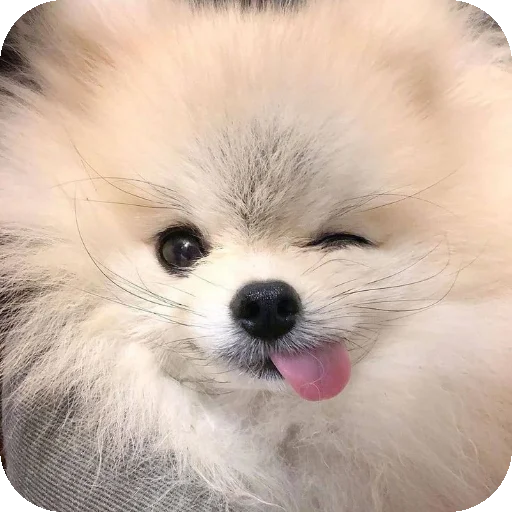 👍 Стикер «песики» для Telegram