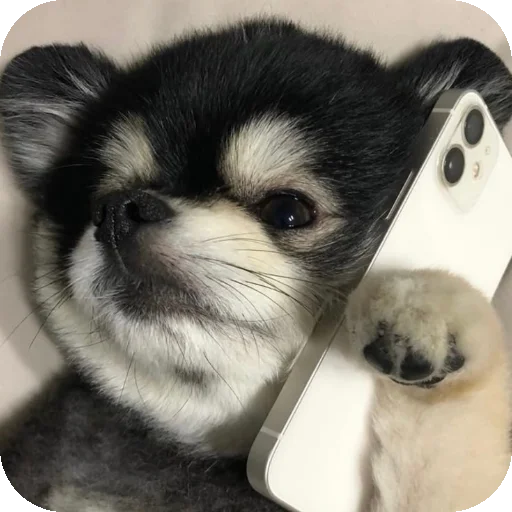 👍 Стикер «песики» для Telegram
