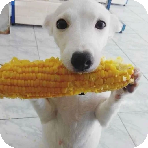 👍 Стикер «песики» для Telegram