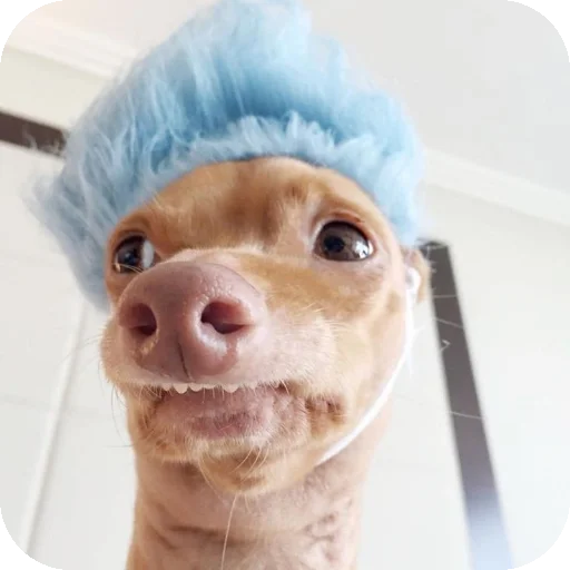 👍 Стикер «песики» для Telegram