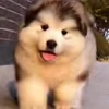 🐶 Эмодзи «Пёсики» для Telegram