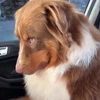 😌 Эмодзи «Пёсики» для Telegram