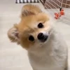 😍 Эмодзи «Пёсики» для Telegram