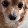 😳 Эмодзи «Пёсики» для Telegram