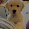 🐾 Эмодзи «Пёсики» для Telegram