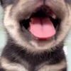 😋 Эмодзи «Пёсики» для Telegram