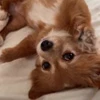 👻 Эмодзи «Пёсики» для Telegram