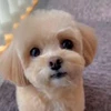 🥺 Эмодзи «Пёсики» для Telegram