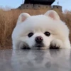 🥺 Эмодзи «Пёсики» для Telegram
