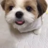 🤤 Эмодзи «Пёсики» для Telegram