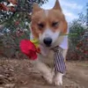 🌷 Эмодзи «Пёсики» для Telegram