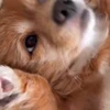 😜 Эмодзи «Пёсики» для Telegram