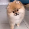 🤨 Эмодзи «Пёсики» для Telegram