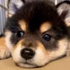 🙄 Эмодзи «Пёсики» для Telegram