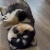 🙃 Эмодзи «Пёсики» для Telegram