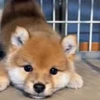 😈 Эмодзи «Пёсики» для Telegram