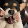 🤪 Эмодзи «Пёсики» для Telegram