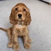 😑 Эмодзи «Пёсики» для Telegram