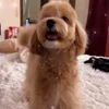 😍 Эмодзи «Пёсики» для Telegram