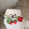 🌹 Эмодзи «Пёсики» для Telegram