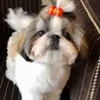 🥹 Эмодзи «Пёсики» для Telegram
