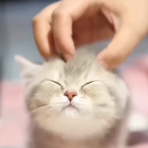 🐈 Стикер «Песики и котики» для Telegram