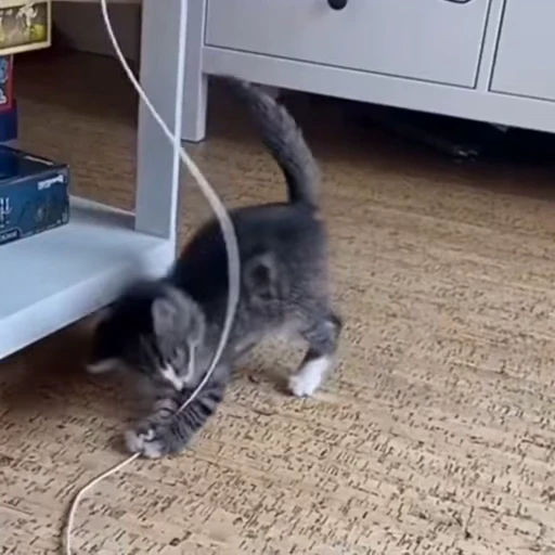🐈 Стикер «Песики и котики» для Telegram