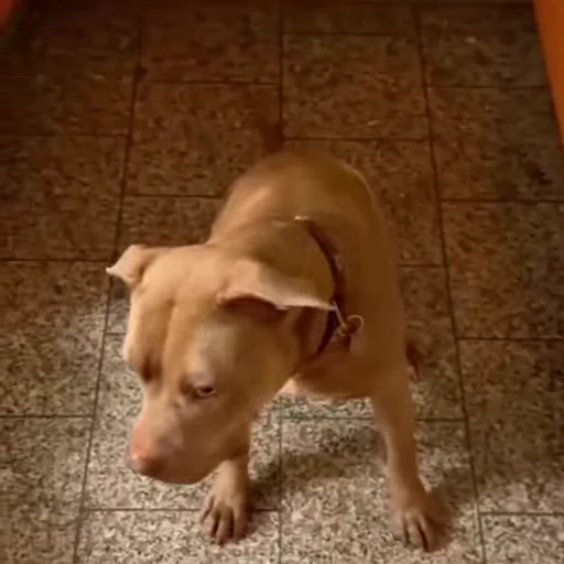 🐶 Стикер «Песики и котики» для Telegram