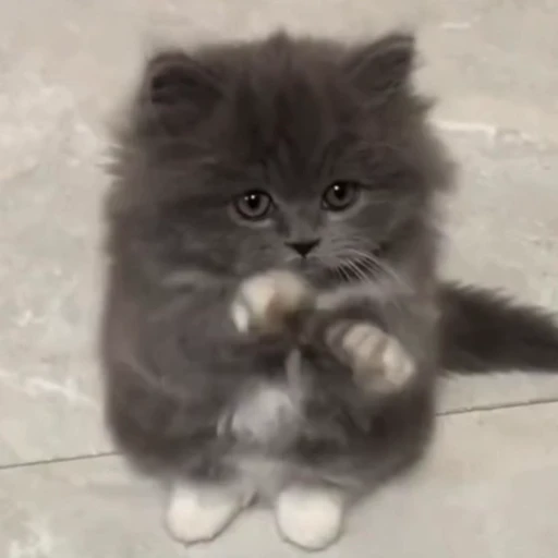 🐈 Стикер «Песики и котики» для Telegram